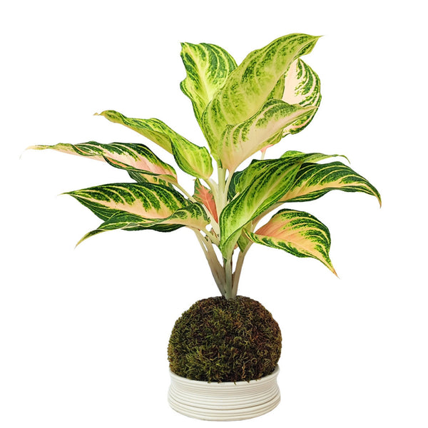 Kokedama Aglaonema Pink Wave