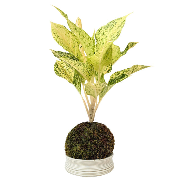 Kokedama Aglaonema Luck Chan