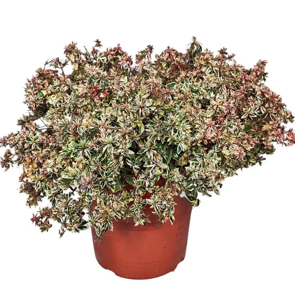 Abelia confetti