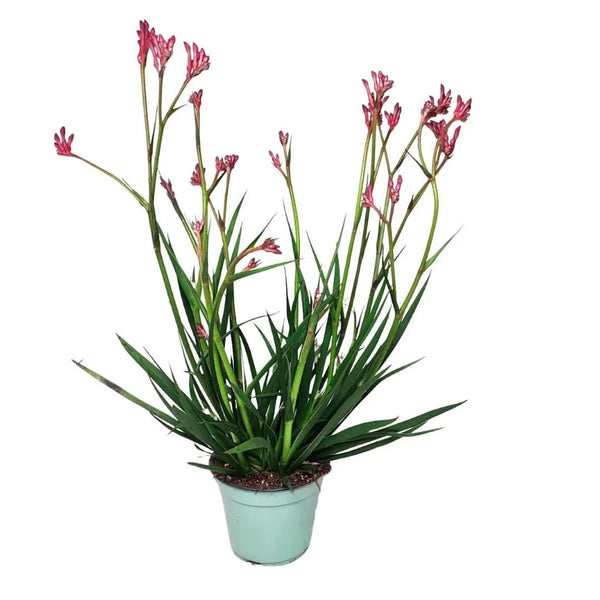 Anigozanthos