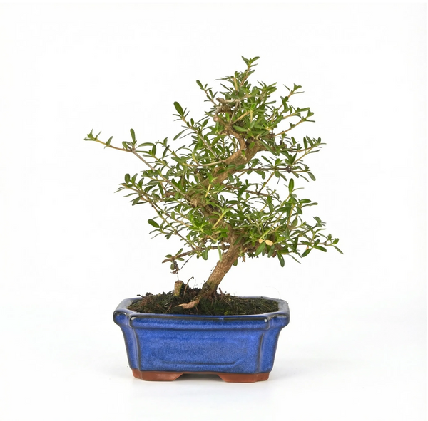 Bonsai Coprosma 7 anni - Collezione Premium