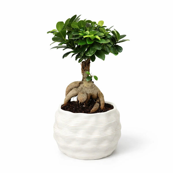 Bonsai ficus ginseng in vaso artigianale Athena L in argilla