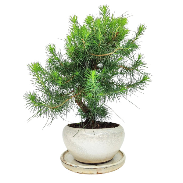 Bonsai Pinus Halepensis 9 Anni - Collezione Premium