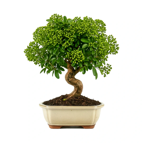 Bonsai 12 anni Pyracantha (Piracanta) - Collezione Premium