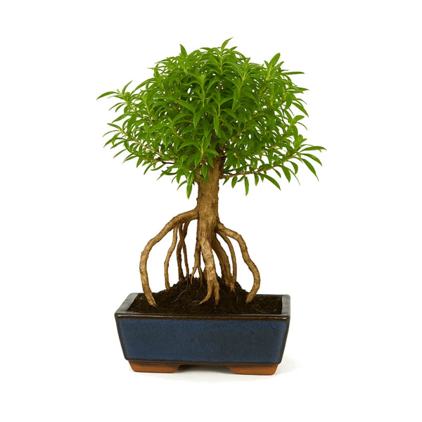 Bonsai 8 anni Serissa phoetida - Collezione Premium