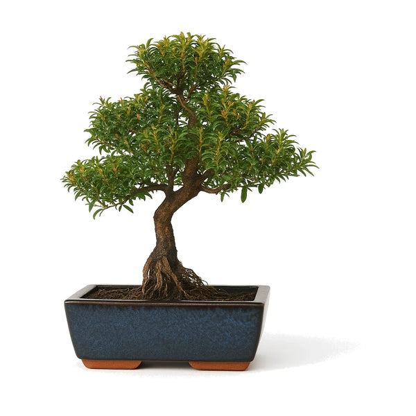 Bonsai 10 anni Syzigium buxifolium - Collezione Premium