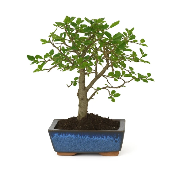Bonsai 5 anni Zelkova parvifolia - Collezione Premium