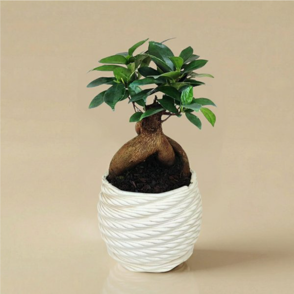 Bomboniera green bonsai ficus ginseng in vaso bianco intrecciato