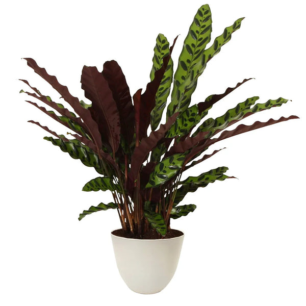 Calathea lancifolia Insigne altezza 65 cm