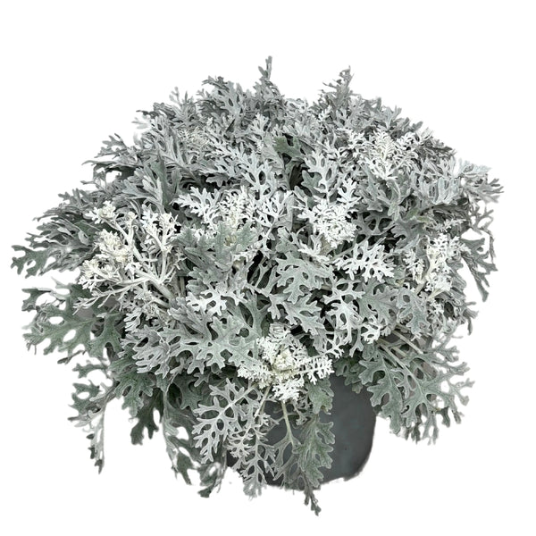 Dusty Miller