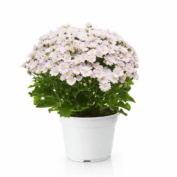 Cineraria D.14 H.25 cm