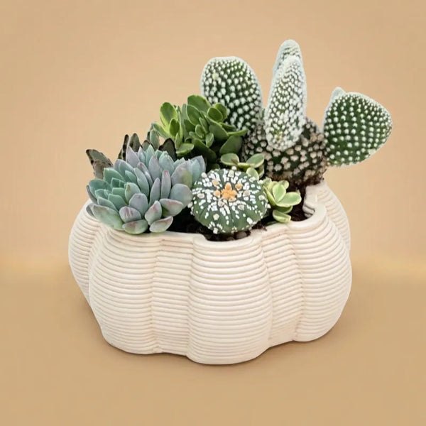 Composizioni di piante grasse in vaso ceramica artigianale iris D. 15 CM