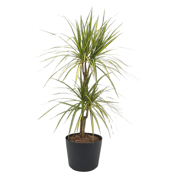 Dracena Marginata kiwi in vaso Orione D. 24 cm