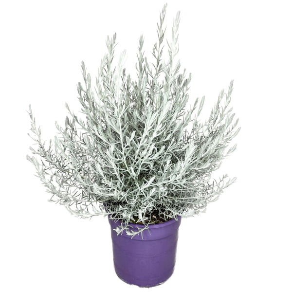 Eremophila Nivea D.40 cm