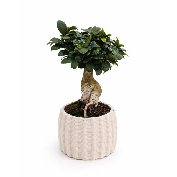 Bonsai ficus ginseng in vaso di ceramica artigianale Dioniso D.13
