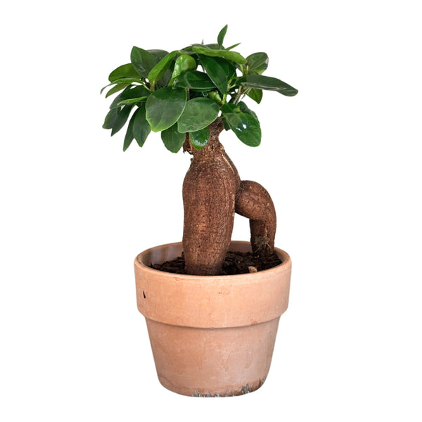 Ficus Ginseng Bonsai in terracotta pot D. 11 cm H. 20 cm