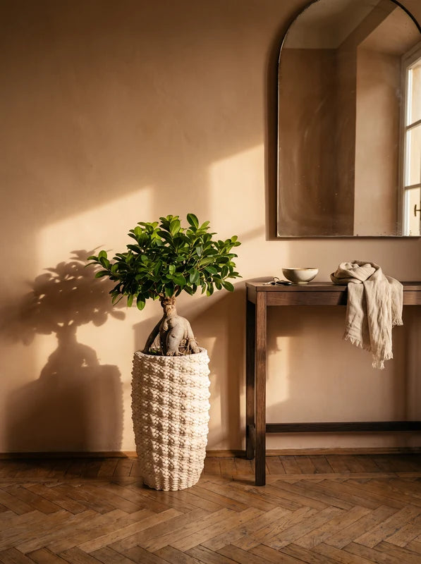 Bonsai Ficus Ginseng in vaso ceramica Fira