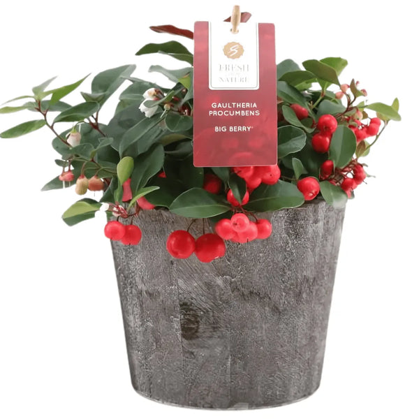 Gaultheria Big Berry
