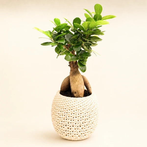 Bonsai Ficus Ginseng i keramikkrukke Kira
