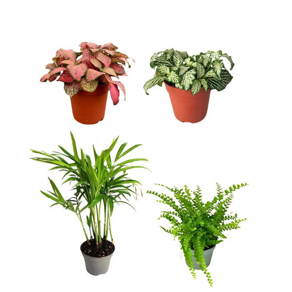 KIT 4 PIANTE PER TERRARIUM EASY1