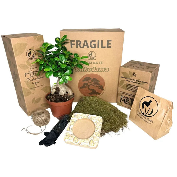 Kit Kokedama Fai da te Bonsai Ginseng Tutto Incluso