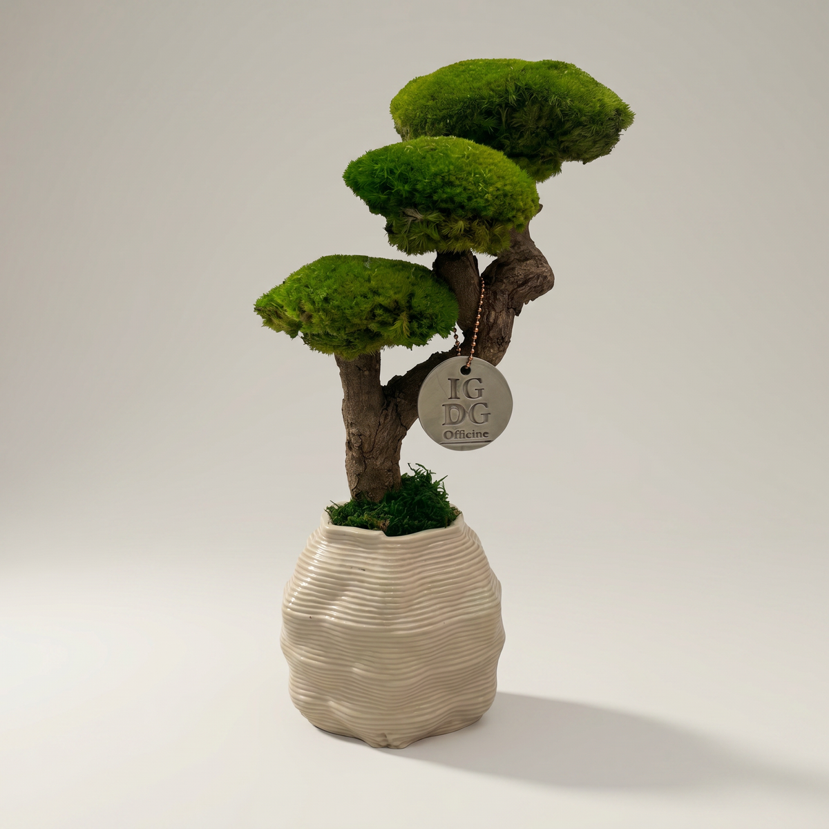 Bonsai Kumori 35 cm. — Muschio Stabilizzato