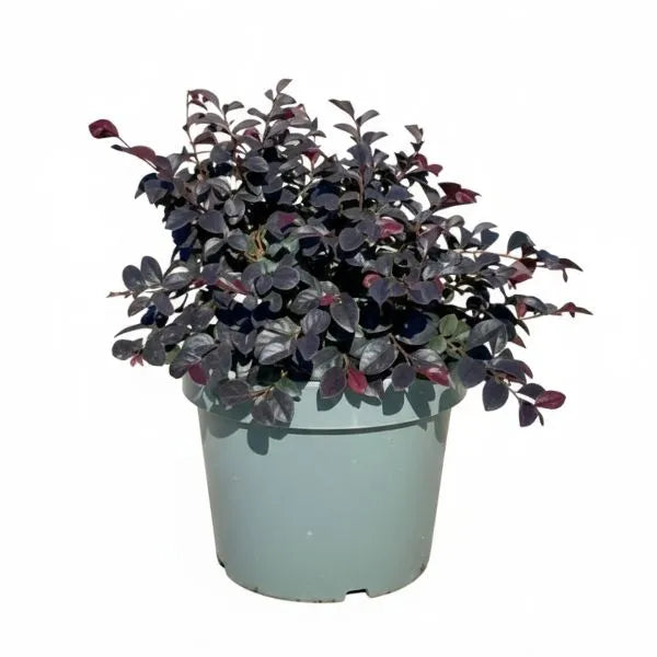 Loropetalum black pearl D.24 H.45 cm