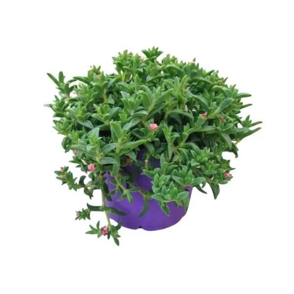 Mesembryanthemum