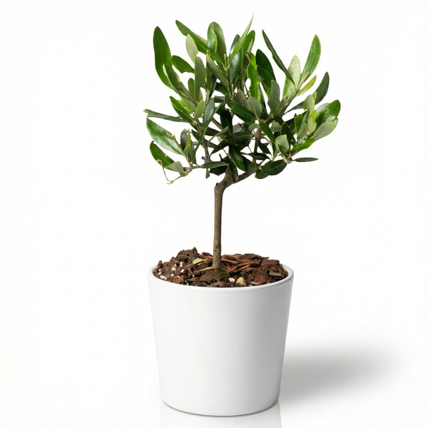 Mini Bonsai Olivo in vaso ceramica Bianco