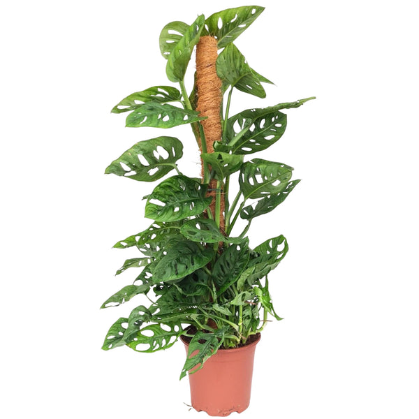 Monstera obliqua 'Monkey Mask' climbing plant D. 19 cm H. 80 cm