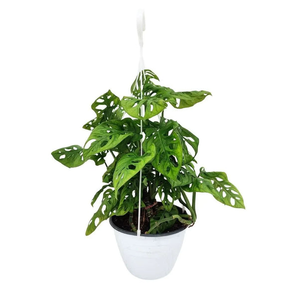 Monstera Monkey Leaf (Adansonii) BSK D.18 H.50