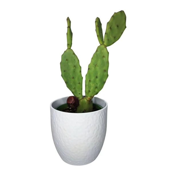 Opuntia vulgaris