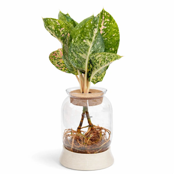Piante verdi mix in idrocultura con Led