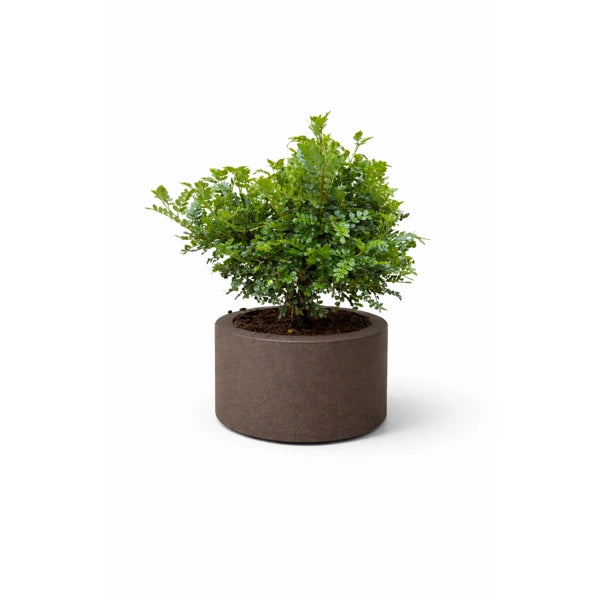 Bonsai di pepe in echo D. 25 H. 37 CM