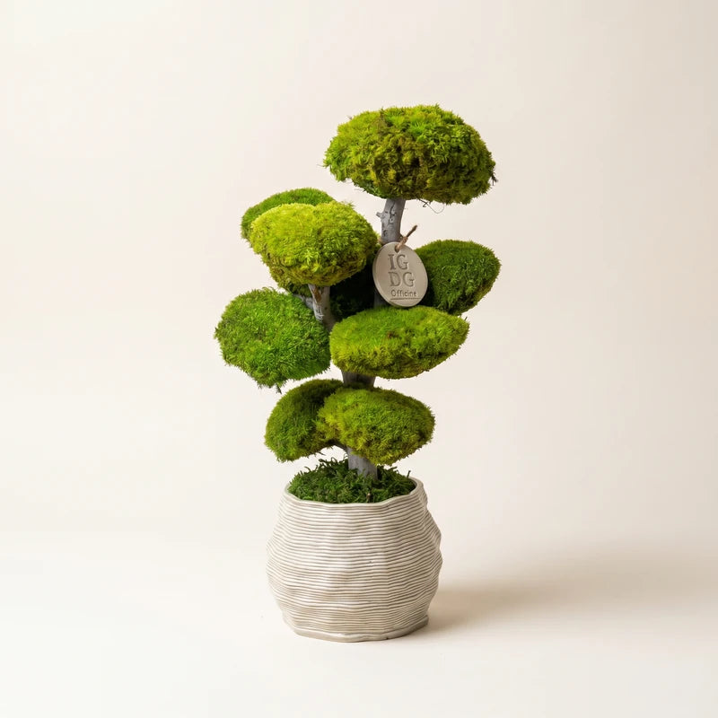 Bonsai Kumori 45 cm. — Preserved Moss
