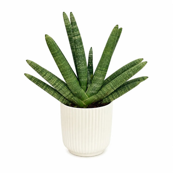 Sansevieria swasdii in vaso Pitti D.15 H.40 cm