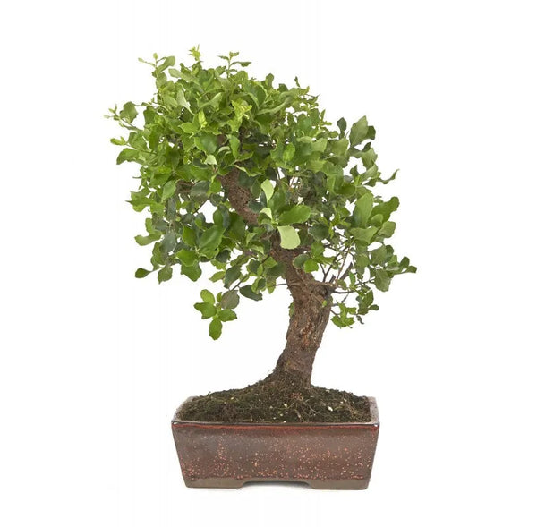 Bonsai 16 anni Quercus suber - Collezione Premium