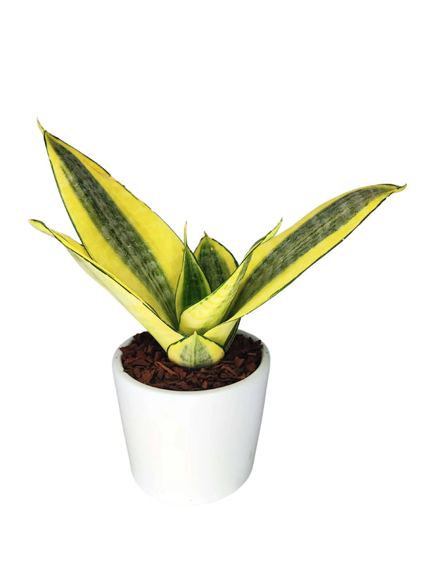 Sansevieria Golden Hahnii Altezza Pianta 15 cm
