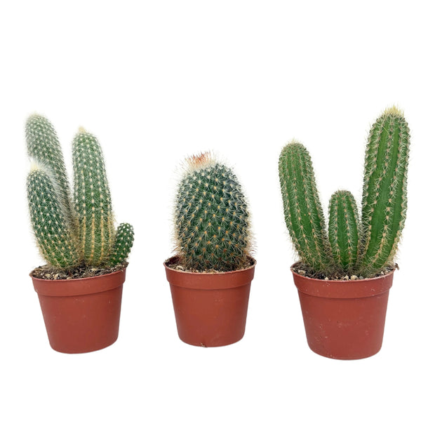 Set 3 Piantine Grasse D. 6.5 cm