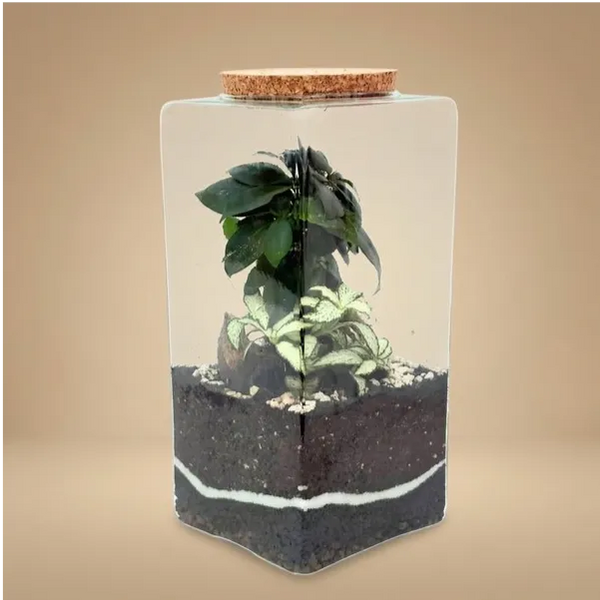 TERRARIUM MUSAE 12X25 CM