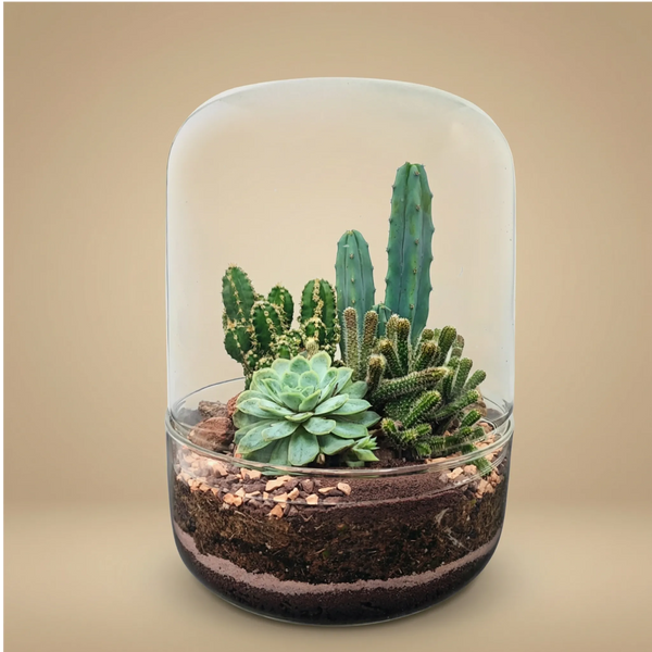 Terrarium Adele con piante grasse