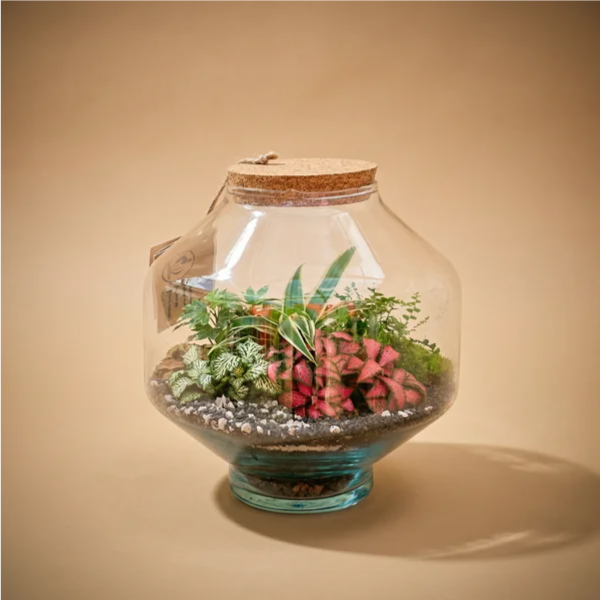 Terrarium Elia con piante verdi