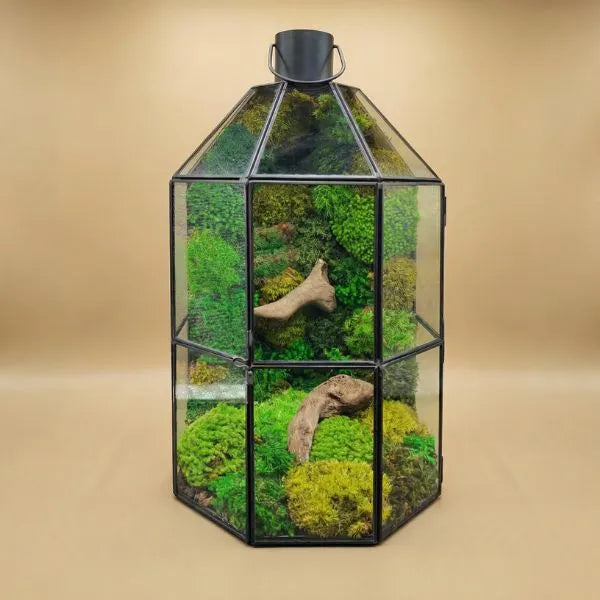 Terrarium Lanterna Verde geometrico con muschio stabilizzato