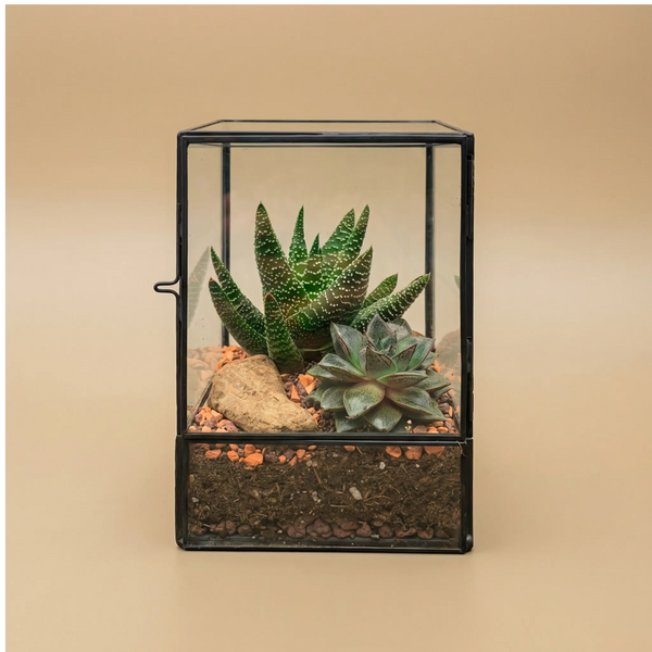 Terrarium geometrico Nora con piante grasse