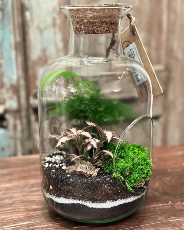 Terrarium Viva Oblò