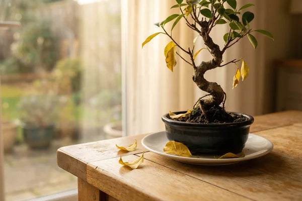 Bonsai Losing Leaves: The Complete Guide to Saving It