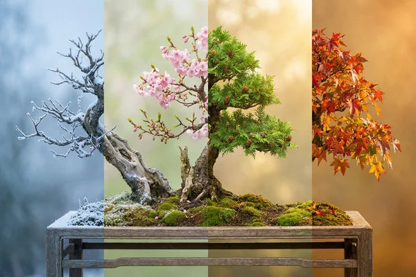 Calendario del Bonsaista: La Guida Mese per Mese
