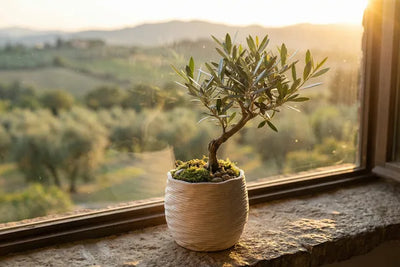 Bonsai Olivo: Quanto Vive, Come Invecchia e Perché Diventa Più Bello con gli Anni