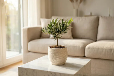 Bonsai Olivo e Interior Design: Come Scegliere la Forma Perfetta per il Tuo Stile