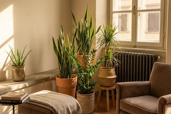 Indoor Plants and Radiators: How to Save Them from Dry Heat